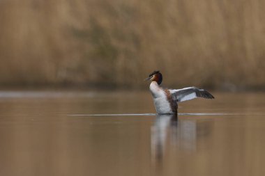 Great Crested Grebe (Podiceps kristali) Somerset Düzey, Somerset, İngiltere 'de bir gölde kanatlarını çırpıyor.     
