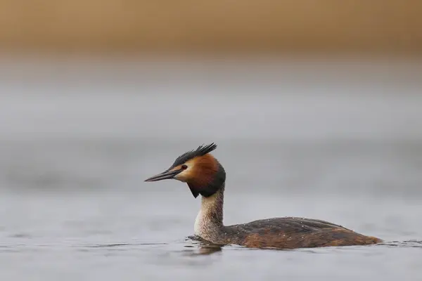 Great Crested Grebe Podiceps Cristatus Swimming Lake Somerset Levels Somerset Stock Picture