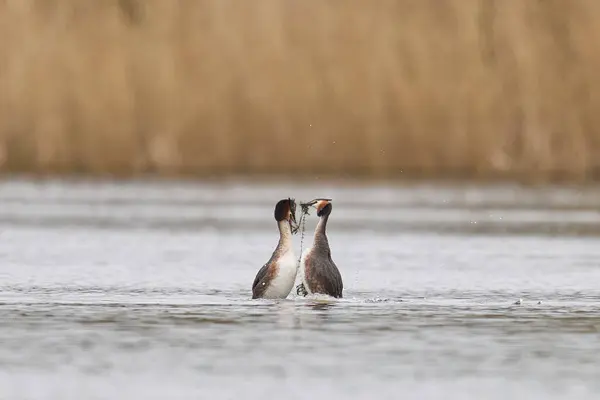 Great Crested Grebe Podiceps Cristatus Courtship Dance Weed Lake Somerset Jogdíjmentes Stock Fotók