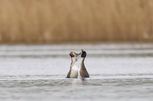 Great Crested Grebe Podiceps Cristatus Courtship Dance Weed Lake Somerset Royalty Free Stock Images