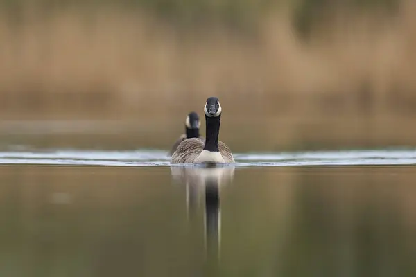 Canada Goose Branta Canadensis Swimming Lake Somerset Levels Somerset United Stock Picture