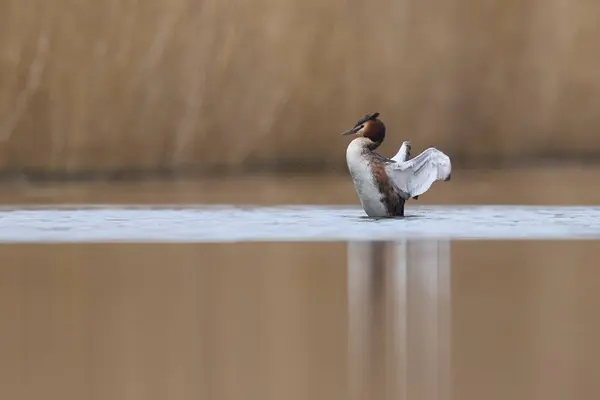 Great Crested Grebe Podiceps Cristatus Flapping Its Wings Lake Somerset Stock Photo