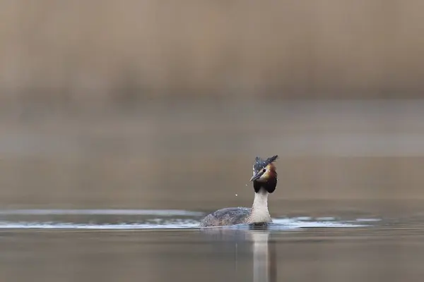 Great Crested Grebe Podiceps Cristatus Înotând Lac Din Somerset Niveluri Imagini stoc fără drepturi de autor