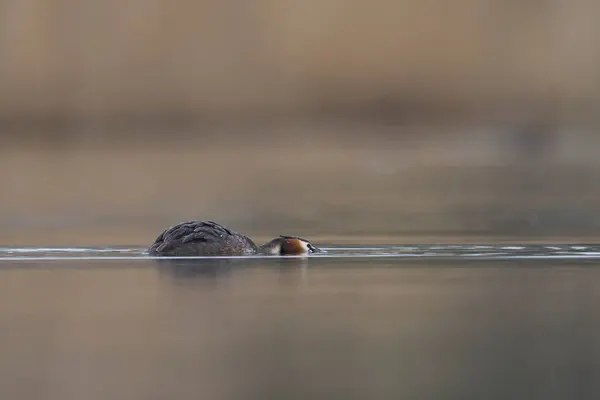 Great Crested Grebe Шиєю Головою Близько Води Плаває Озері Сомерсетських Стокове Зображення