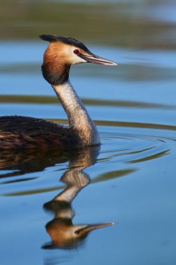 Somerset Düzey, Somerset, İngiltere 'de bir gölde yüzen Great Crested Grebe (Podiceps kristali).