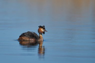 Somerset Düzey, Somerset, İngiltere 'de bir gölde yüzen Great Crested Grebe (Podiceps kristali).