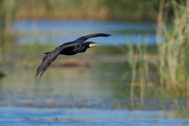 Karabatak (Phalacrocorax carbo), Somerset, İngiltere 'deki Somerset Düzey' de bir göle iniş yapmak için alçaktan uçar.. 