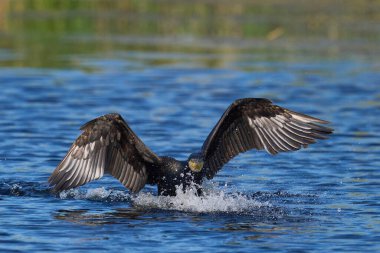 Karabatak (Phalacrocorax carbo), Somerset, İngiltere 'deki Somerset Düzey' de suya iniyor. 