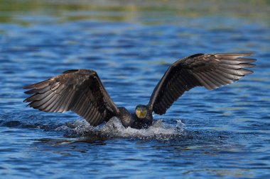 Karabatak (Phalacrocorax carbo), Somerset, İngiltere 'deki Somerset Düzey' de suya iniyor. 