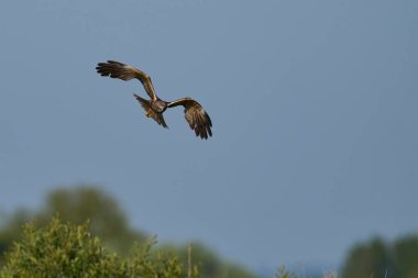 Marsh Harrier (Circus aeruginosus) hunting over a reedbed in the Somerset Levels in the United Kingdom clipart