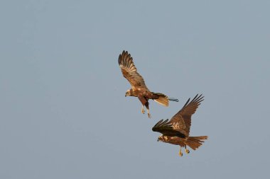 Marsh Harriers (Circus aeruginosus) engaged in aerial display over the Somerset Levels in the United Kingdom clipart