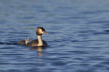 Great Crested Grebe (Podiceps kristali), İngiltere 'nin Somerset kentindeki Westhay Mağribi' nde bir gölde yüzen bir civciv ile birlikte..