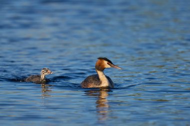 Great Crested Grebe (Podiceps kristali), İngiltere 'nin Somerset kentindeki Westhay Mağribi' nde bir gölde yüzen bir civciv ile birlikte..