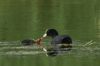 Avrasya Kuzu (Fulica atra) yavrusunu İngiltere 'nin Somerset kentindeki Ham Wall Doğa Koruma Alanında bir gölde otla besliyor..