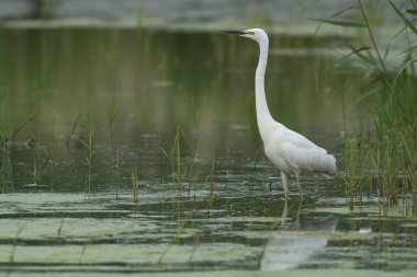 Büyük Beyaz Akbalıkçıl (Ardea alba), Birleşik Krallık 'ın Somerset seviyelerindeki Ham Duvarı Doğa Koruma Alanı' nın bataklıkları arasında avlanmaktadır..