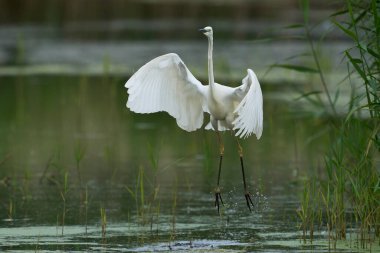 Büyük Beyaz Akbalıkçıl (Ardea alba), Birleşik Krallık 'ın Somerset seviyelerindeki Ham Wall Doğa Koruma Alanı' nda avlanırken kanatları açıktır..