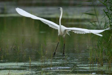 Büyük Beyaz Akbalıkçıl (Ardea alba), Birleşik Krallık 'ın Somerset seviyelerindeki Ham Wall Doğa Koruma Alanı' nda avlanırken kanatları açıktır..
