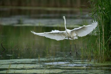 Büyük Beyaz Akbalıkçıl (Ardea alba), Birleşik Krallık 'ın Somerset seviyelerindeki Ham Wall Doğa Koruma Alanı' nda avlanırken kanatları açıktır..