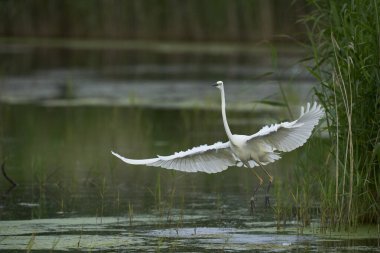 Büyük Beyaz Akbalıkçıl (Ardea alba), Birleşik Krallık 'ın Somerset seviyelerindeki Ham Wall Doğa Koruma Alanı' nda avlanırken kanatları açıktır..