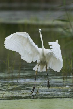 Büyük Beyaz Akbalıkçıl (Ardea alba), Birleşik Krallık 'ın Somerset seviyelerindeki Ham Wall Doğa Koruma Alanı' nda avlanırken kanatları açıktır..