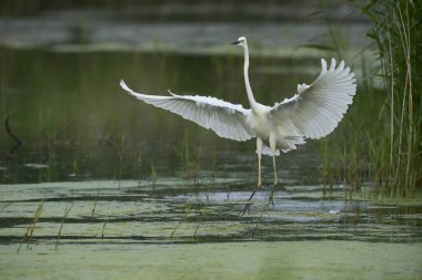 Büyük Beyaz Akbalıkçıl (Ardea alba), Birleşik Krallık 'ın Somerset seviyelerindeki Ham Wall Doğa Koruma Alanı' nda avlanırken kanatları açıktır..