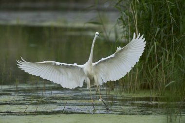 Büyük Beyaz Akbalıkçıl (Ardea alba), Birleşik Krallık 'ın Somerset seviyelerindeki Ham Wall Doğa Koruma Alanı' nda avlanırken kanatları açıktır..