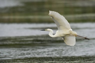 Büyük Beyaz Akbalıkçıl (Ardea alba), Birleşik Krallık 'ın Somerset seviyelerindeki Ham Duvarı Doğa Koruma Alanında suyun üzerinde alçaktan uçuyor..