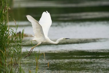 Büyük Beyaz Akbalıkçıl (Ardea alba), Birleşik Krallık 'ın Somerset seviyelerindeki Ham Duvarı Doğa Koruma Alanında suyun üzerinde alçaktan uçuyor..