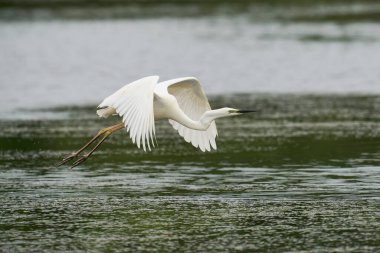 Büyük Beyaz Akbalıkçıl (Ardea alba), Birleşik Krallık 'ın Somerset seviyelerindeki Ham Duvarı Doğa Koruma Alanında suyun üzerinde alçaktan uçuyor..