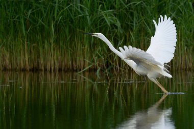Büyük Beyaz Akbalıkçıl (Ardea alba), Birleşik Krallık 'ın Somerset seviyelerindeki Ham Duvarı Doğa Koruma Alanı' nda bulunan bataklıktan kalkıyor..