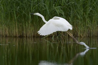 Büyük Beyaz Akbalıkçıl (Ardea alba), Birleşik Krallık 'ın Somerset seviyelerindeki Ham Duvarı Doğa Koruma Alanı' nda bulunan bataklıktan kalkıyor..