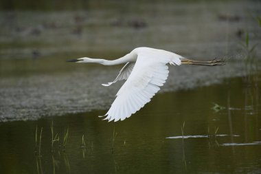 Büyük Beyaz Akbalıkçıl (Ardea alba), Birleşik Krallık 'ın Somerset seviyelerindeki Ham Duvarı Doğa Koruma Alanında suyun üzerinde alçaktan uçuyor..