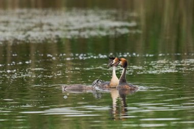 Great Crested Grebes (Podiceps kristali), İngiltere 'nin Somerset kentindeki Ham Wall Doğa Koruma Alanında bir gölde yüzen bir piliçle birlikte..