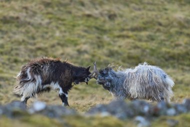 İskoçya 'nın dağlık bölgelerinde vahşi keçilerin kafası kesiliyor.