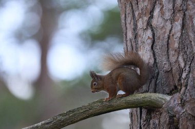 İskoçya 'nın dağlık bölgelerindeki bir ormanda beslenen Kızıl Sincap (Sciurus vulgaris).