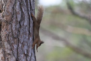 İskoçya 'nın dağlık bölgelerindeki bir ormanda beslenen Kızıl Sincap (Sciurus vulgaris).