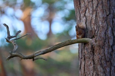 İskoçya 'nın dağlık bölgelerindeki bir ormanda beslenen Kızıl Sincap (Sciurus vulgaris).