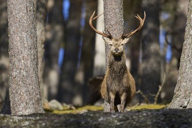 Kızıl Geyik geyiği (Cervus elaphus) İskoçya 'nın dağlık kesimlerindeki bir çam ormanında ağaçların arasında duruyor..