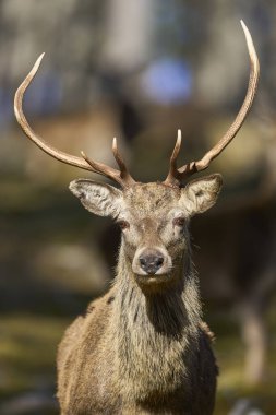 Kızıl Geyik geyiği (Cervus elaphus) İskoçya 'nın dağlık kesimlerindeki bir çam ormanında ağaçların arasında duruyor..
