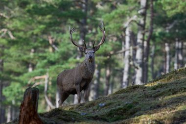 Kızıl Geyik geyiği (Cervus elaphus) İskoçya 'nın dağlık kesimlerindeki bir çam ormanında ağaçların arasında duruyor..