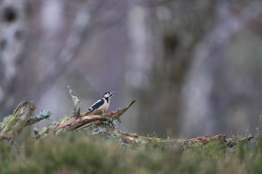 İskoçya dağlarında yiyecek arayan büyük Benekli Ağaçkakan (Dendrocopos major)