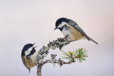 Coal Tits (Periparus ater) squabbling on a snow covered branch in the highlands of Scotland
