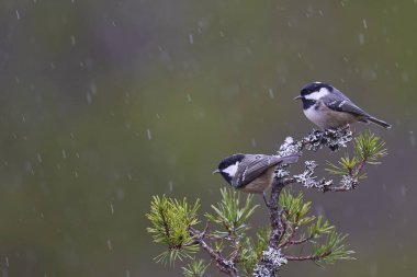 Coal Tits (Periparus ater) perched on a snow covered branch in the highlands of Scotland