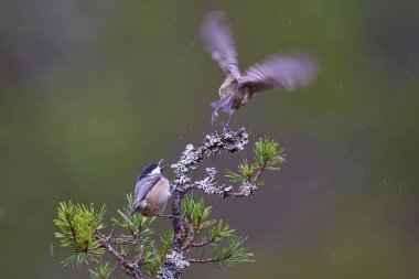 Coal Tits (Periparus ater) squabbling on a branch in the highlands of Scotland clipart