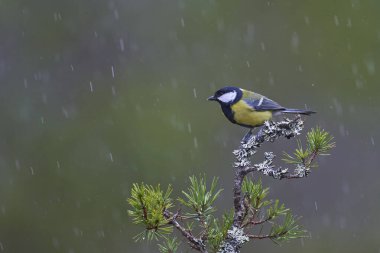 Great Tit (Parus major) perched on a branch in the highlands of Scotland      