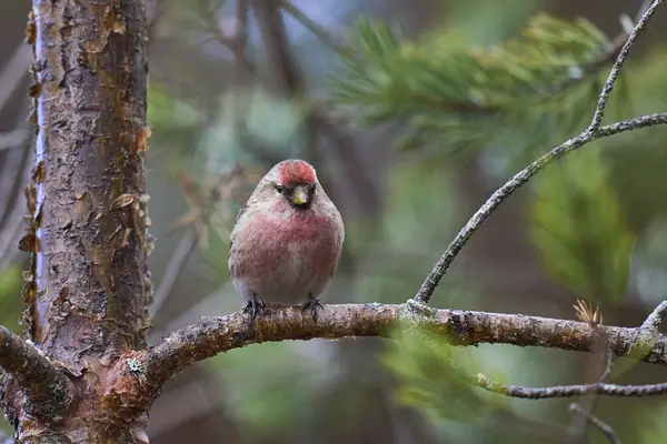 stock image Common Redpoll (Acanthis flammea) perched on a branch in the highlands of Scotland