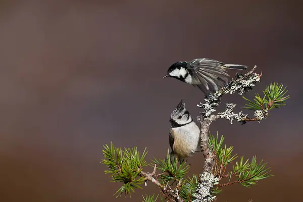 stock image Crested Tit (Lophophanes cristatus)  and Coal Tit (Periparus ater) perched on a branch in the highlands of Scotland