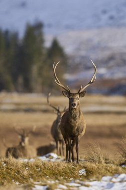 İskoçya 'nın dağlık kesimlerinde Kızıl Geyik (Cervus elaphus) geyiği.