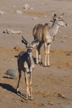 Young male Greater Kudu (Tragelaphus strepsiceros) approaching a waterhole in Etosha National Park, Namibia clipart