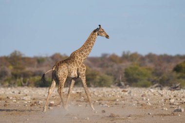 Zürafa (Giraffa camelopardalis) Etosha Ulusal Parkı, Namibya 'da bir su birikintisinde